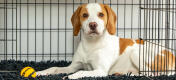 Dog inside a dog crate