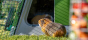 Close up of guinea pig facing the entrance to the hutch, inside the Eglu Go Hutch run.