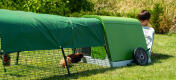 Two guinea pigs running inside an Eglu Go Hutch from inside run, whist a child is opening the back door of the hutch.