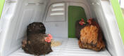 Chickens enjoying the nesting box inside the Eglu Go up chicken coop.