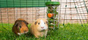 two guinea pigs in a run eating treats from a caddi