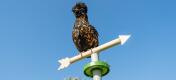 Chicken perching on the top of the weathervane chicken toy accessory for the Freestanding Universal Chicken Perch