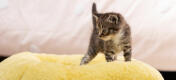 kitten in a super soft yellow donut cat bed