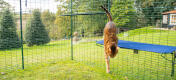 Cat jumping down from blue Omlet Outdoor Fabric Cat Shelf in Outdoor Catio