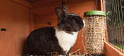 Garfunkel eating hay in a hutch from a treat caddi