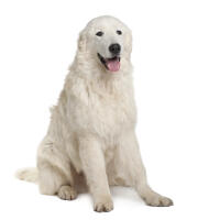 Maremma Sheepdog