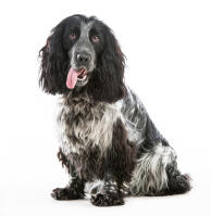 Cocker Spaniel (English)