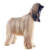 Afghan Hound