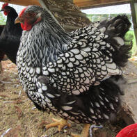 a black and white marans chicken