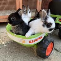 Netherlands Dwarf Rabbits