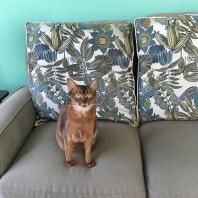 A abyssinian girl sat on a sofa