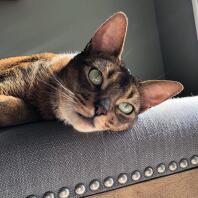 A abyssinian cat lying down