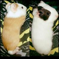 Relaxing guinea pigs.