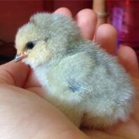 Only a day old!