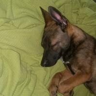 Belgian Malinois Puppy Sleeping