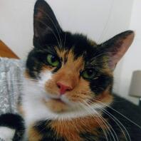 a black brown and white britch shorthair cat with green eyes