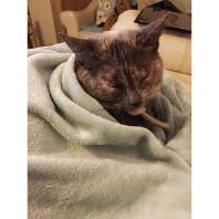 british shorthair cat under a fluffy blanket