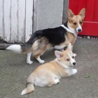 Corgi pups