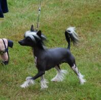 A close up of a Chinese Crested dog.