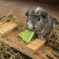 a grey crested guinea pig eating a green piece of lettuce
