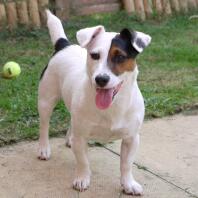a small black white and brown jack Russel dog stood in a garden