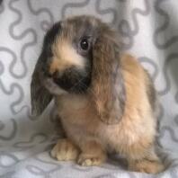 A mini lop rabbit - so cute!