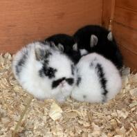 Netherlands Dwarf Rabbits