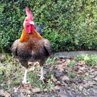 Blue partridge carlisle old english game bantam rooster