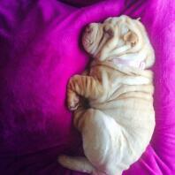 a brown puppy sleeping on a pink blanket