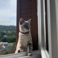 Cat in window