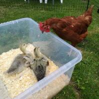 Some silver appleyard ducks meeting a chicken for the first time.