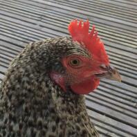 A close up photo of a speckledy chicken.