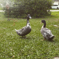 two Swedish ducks in a garden