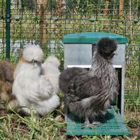 Two Silkies in their outdoor enclosure.
