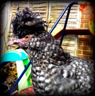 A sultan chicken (cuckoo) 14 weeks old.