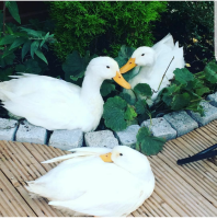 three white ducks sitting in the garden