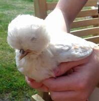 Holding a 6 week hold poland chicken.