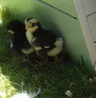 Chicks in garden