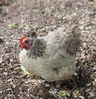 Pippa the silver partridge pekin bantam.