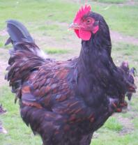 A barnevelder chicken about 23 weeks old.