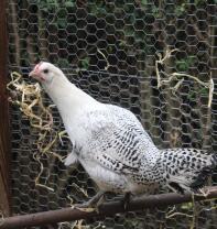 My brakel hen stripey on the Omlet perch