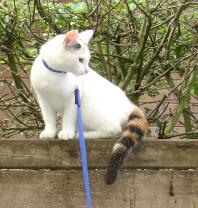white and brown cat on a lead sat on a wall