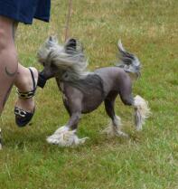 A close up of a Chinese Crested dog.