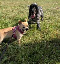 a black and white cocker spaniel and a pale brown chihuahua on grass on a walk together