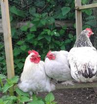 Bantam chickens perched on a wooden fence with chicken wire underneath