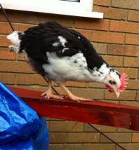 An ancona chicken walking along a perch - 8 weeks old.