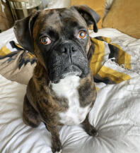 A boxer puppy sat on a bed.
