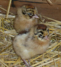 A 1 day old friesian chicken