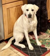 A labrador retriever sitting on the floor