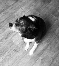 Star the border collie waiting for his toy